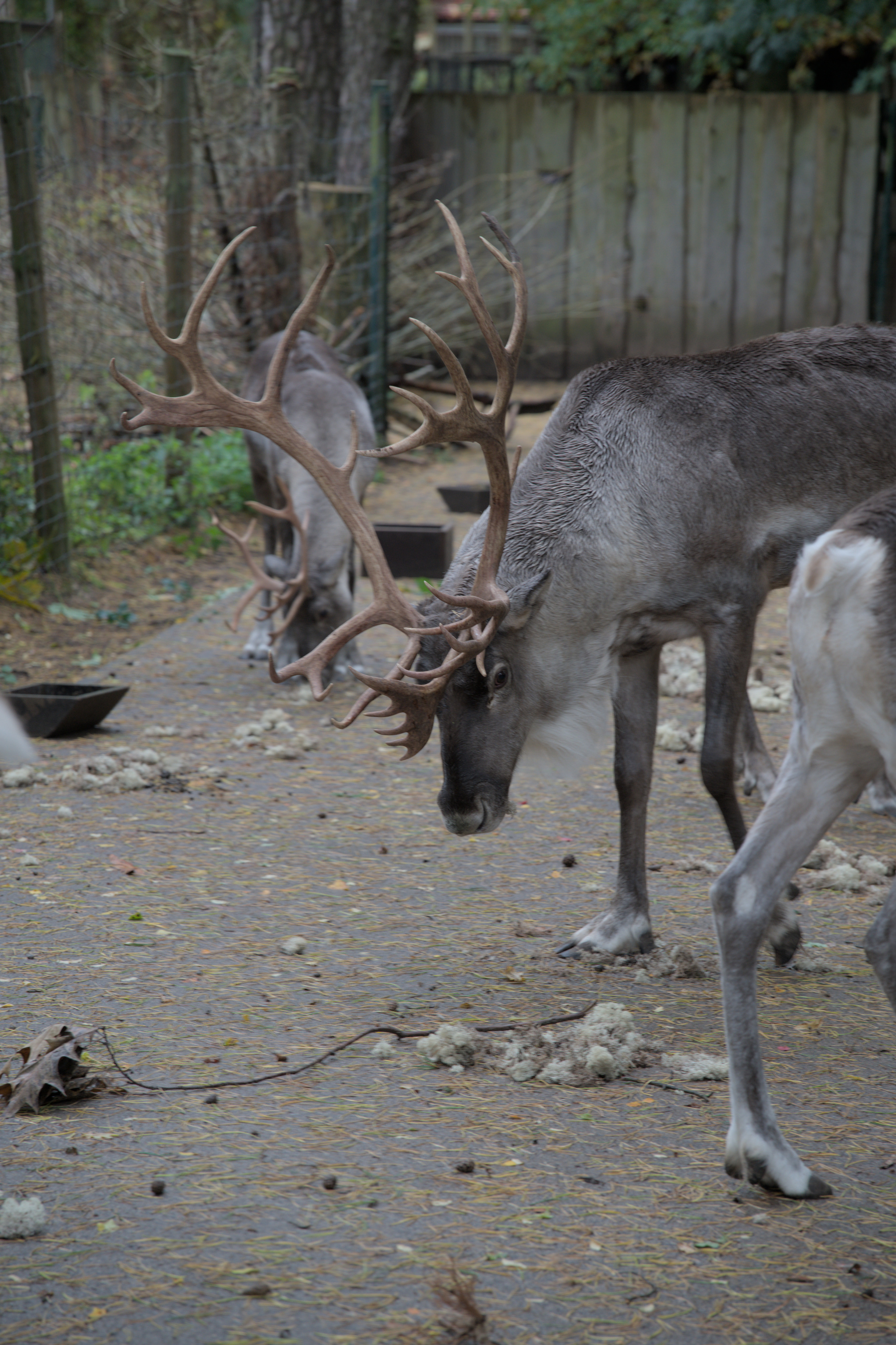 2025/10/12 - zoo/DSC_0076.jpg